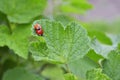 Two ladybug beattles is mating on a leaf of currant bush, one of them orange and without dots Royalty Free Stock Photo