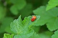 Two ladybug beattles is mating on leaf of a currant bush, one of them orange and without dots Royalty Free Stock Photo