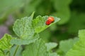 Two ladybug beattles is mating on a leaf of a currant bush, one of them orange and without dots Royalty Free Stock Photo