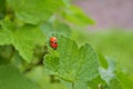 Two ladybug beetles mate on a leaf of a currant bush, one of them orange and without dots Royalty Free Stock Photo