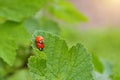 Two ladybug beetles mate on a leaf of currant bush, one of them orange and without dots Royalty Free Stock Photo