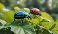 Two ladybug bugs are sitting on a leaf in the sunlight. Royalty Free Stock Photo