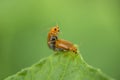 Two ladybug are mating on a green leaf Royalty Free Stock Photo