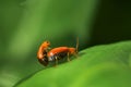 Two ladybug are mating on a green leaf. Royalty Free Stock Photo