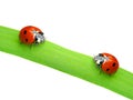 Two ladybugs Royalty Free Stock Photo