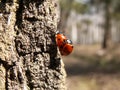 Two ladybugs breed multiply on a tree bark. Two red bugs Royalty Free Stock Photo