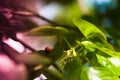 Two Ladybugs on bright green leaves on a tree. Macro photo of insects Royalty Free Stock Photo