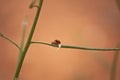 Two ladybugs copulating on a grass with neutral earth brown background