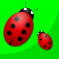 Two ladybugs on green background