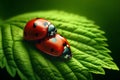 Two ladybugs on a green leaf close-up in sunlight Royalty Free Stock Photo
