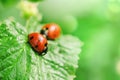 Two ladybugs on green leaves. Natural background, macro photography, copy space Royalty Free Stock Photo