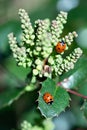 Two ladybugs on a holly plant with flower buds close up Royalty Free Stock Photo