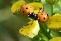 Two ladybugs kisses each other