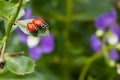 Two Ladybugs on Leaf