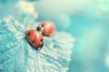 Two ladybugs on the leaves in blue toning. Natural background, macro photography, copy space. Royalty Free Stock Photo