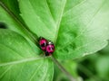 Two ladybugs in love Royalty Free Stock Photo