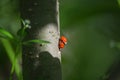 Two ladybugs making love on a green background