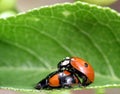 Two Ladybugs Royalty Free Stock Photo