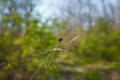 Two ladybugs mating on branch on green blurry background, bugs reproduction, coccinellidae pair Royalty Free Stock Photo