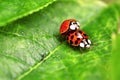 Two ladybugs are mating on green leaf Royalty Free Stock Photo