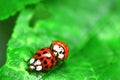 Two ladybugs are mating on green leaf Royalty Free Stock Photo