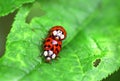 Two ladybugs are mating on green leaf Royalty Free Stock Photo