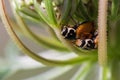 Two Ladybugs Mating within a Flower Royalty Free Stock Photo