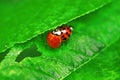 Two ladybugs are mating on green leaf Royalty Free Stock Photo