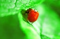 Two ladybugs are mating on green leaf Royalty Free Stock Photo