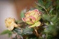 Two ladybugs mating on a rose