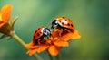 Two ladybugs on a orange spring flower