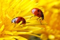 Two ladybugs on the petals of a dandelion