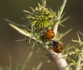 Two Ladybugs on a Thorn