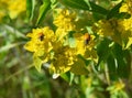 Two Ladybugs on Yellow Flower