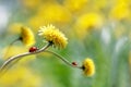 Two ladybugs on a yellow spring flower. Artistic macro image. Concept spring summer. Royalty Free Stock Photo