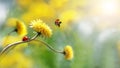 Two ladybugs on a yellow spring flower. Flight of an insect. Artistic macro image. Concept spring summer Royalty Free Stock Photo