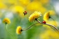 Two ladybugs on a yellow spring flower. Flight of an insect. Artistic macro image. Concept spring summer