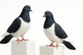 Two Lahore pigeons perched on white blocks at staggered heights three quarter front view on white background for bird display and Royalty Free Stock Photo