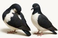 Two Lahore pigeons top down composition one preening shoulder while other stands diagonal on white background for bird pattern and Royalty Free Stock Photo