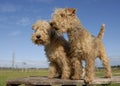 Two lakeland terrier Royalty Free Stock Photo