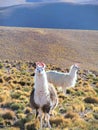 Two lamas on the Altiplano Royalty Free Stock Photo