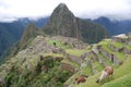 Two lamas in the ruins of Machu Picchu Royalty Free Stock Photo