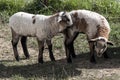 Two lamb on the land