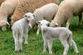 Two Lambs Royalty Free Stock Photo