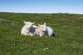 Two lambs Royalty Free Stock Photo