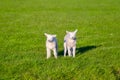 Two lambs in a field. Agriculture. Pasture in a green meadow. The beginning of the spring season. Royalty Free Stock Photo