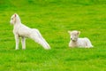Two lambs in a field, one lying, one stretching Royalty Free Stock Photo