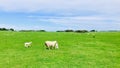 Two lambs follow the ewe. Royalty Free Stock Photo