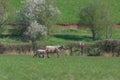 Two lambs follow their mother ewe sheep across a sunny green field Royalty Free Stock Photo