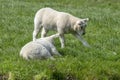 Two Lambs At A Grassland Around Abcoude The Netherlands 15-4-2019